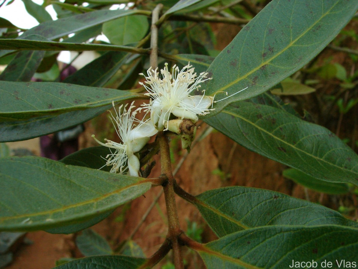 Psidium guajava L.